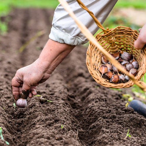 March Jobs For The Plot
