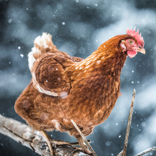 How to prepare a chicken coop for Winter