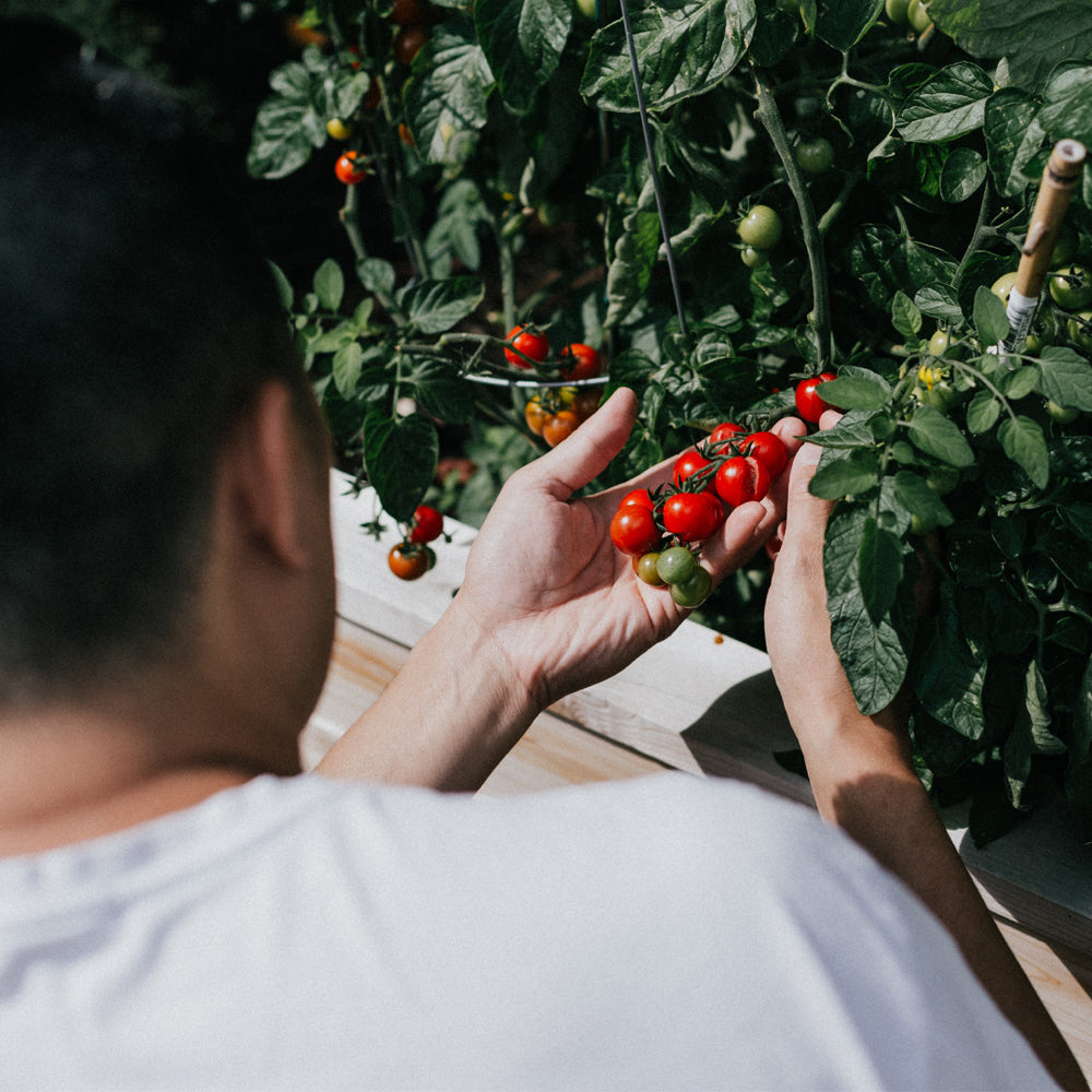 Allotment 101 - An introduction to knowing your plot and how to manage it.