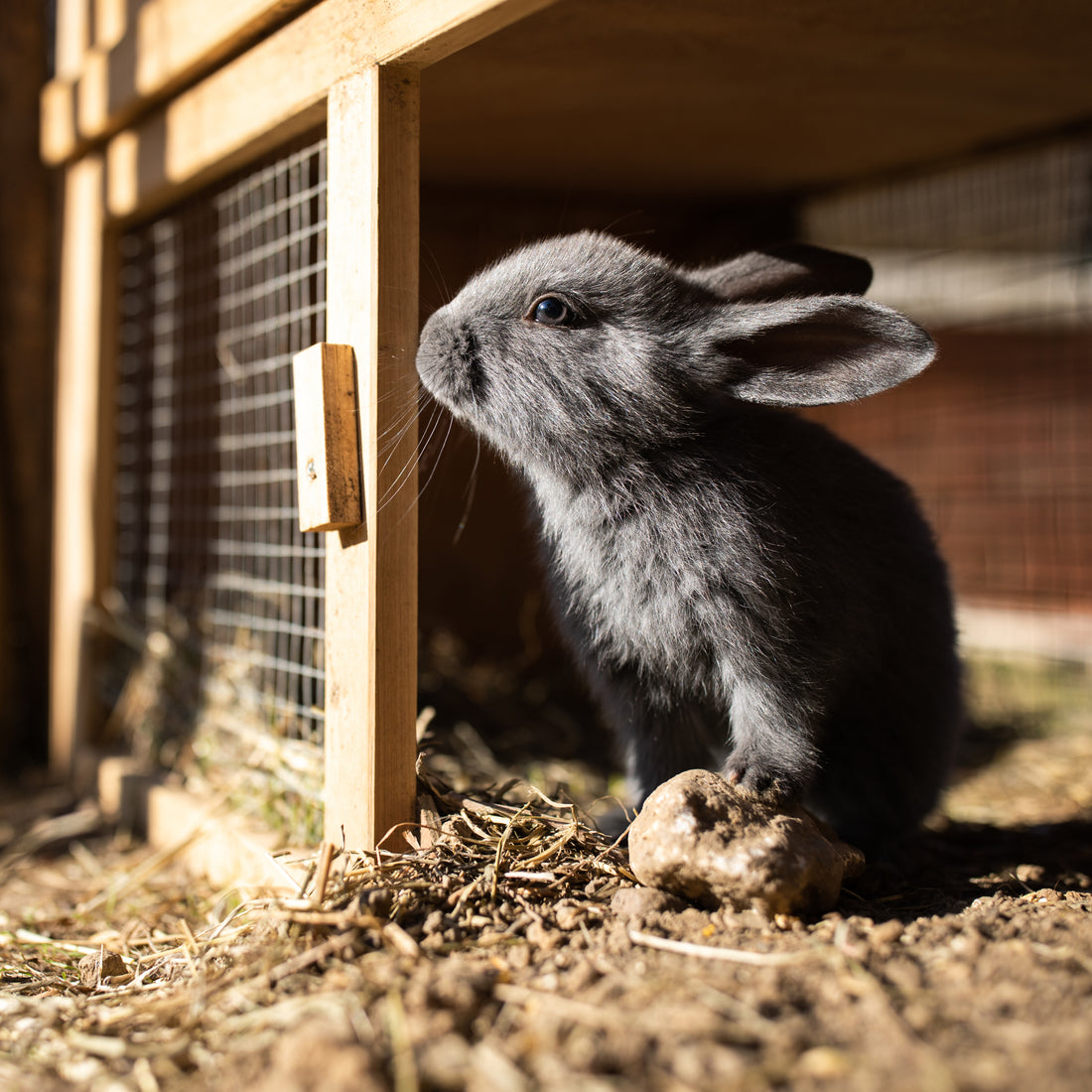 How To Clean A Rabbit Hutch