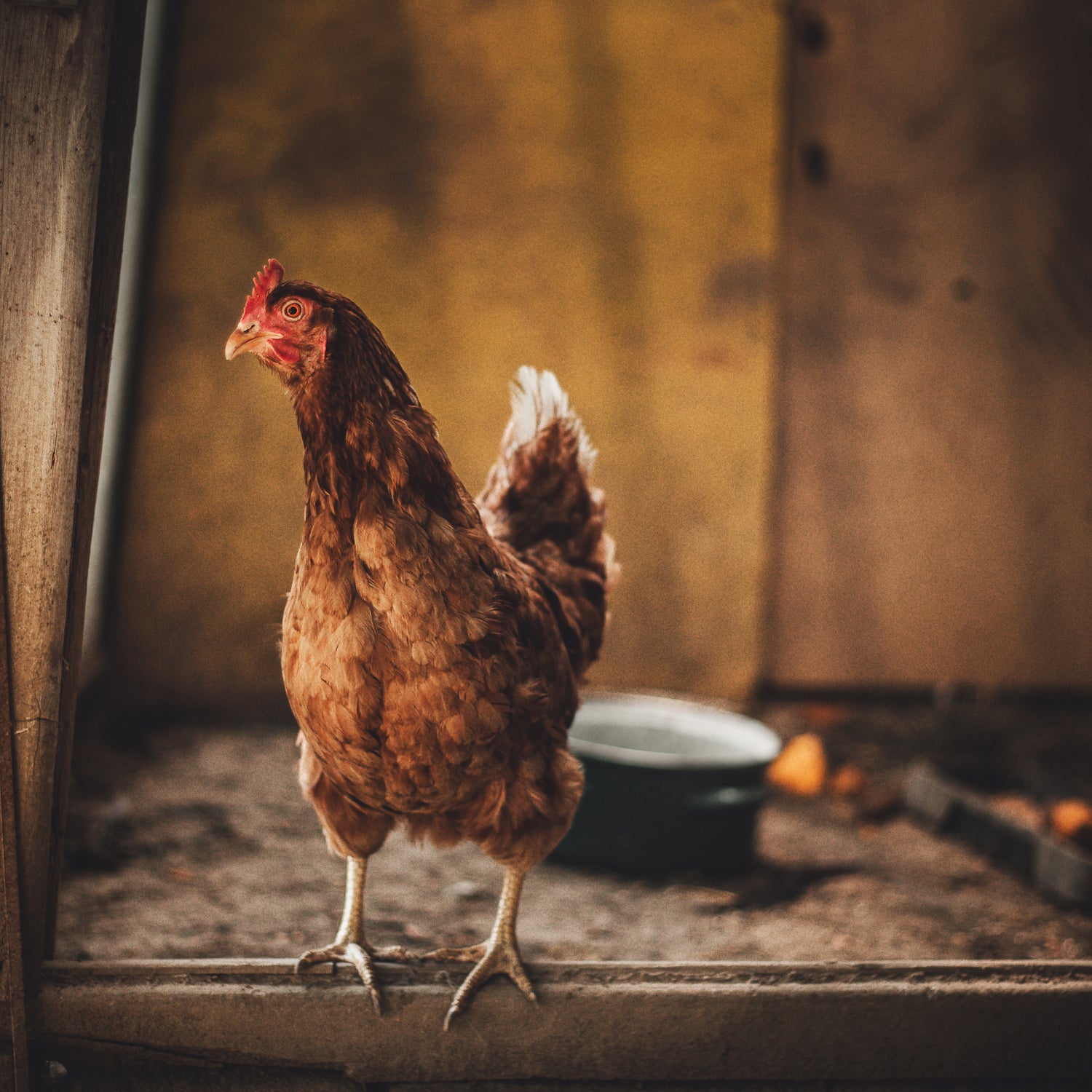 What To Put In A Chicken Coop Feel Good UK