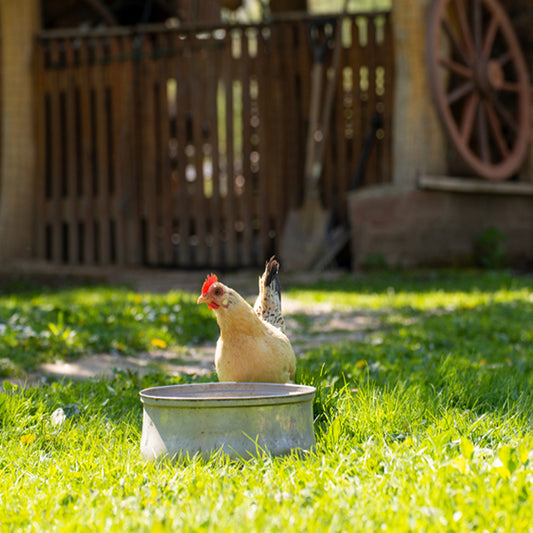 Our Top Tips for Keeping Your Chickens Cool and Happy During the Hot Summer Months