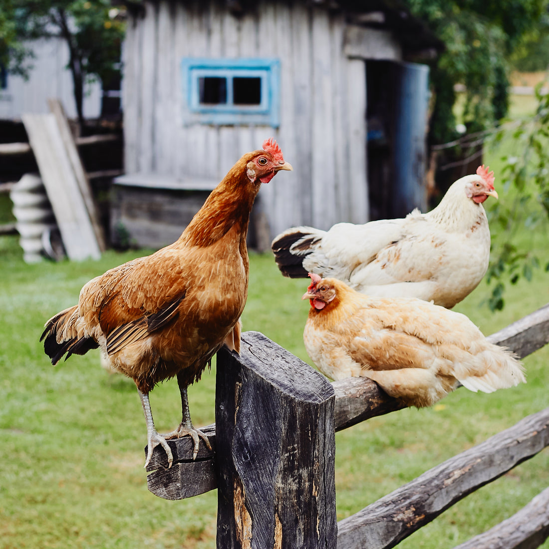 How To Clean A Chicken Coop