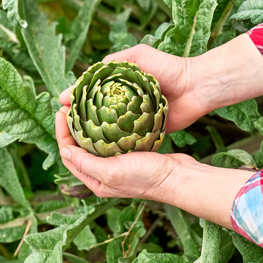 Our Top 5 Allotment Jobs For June