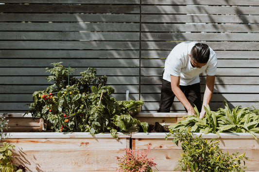 How To Start An Allotment Plot For Beginners