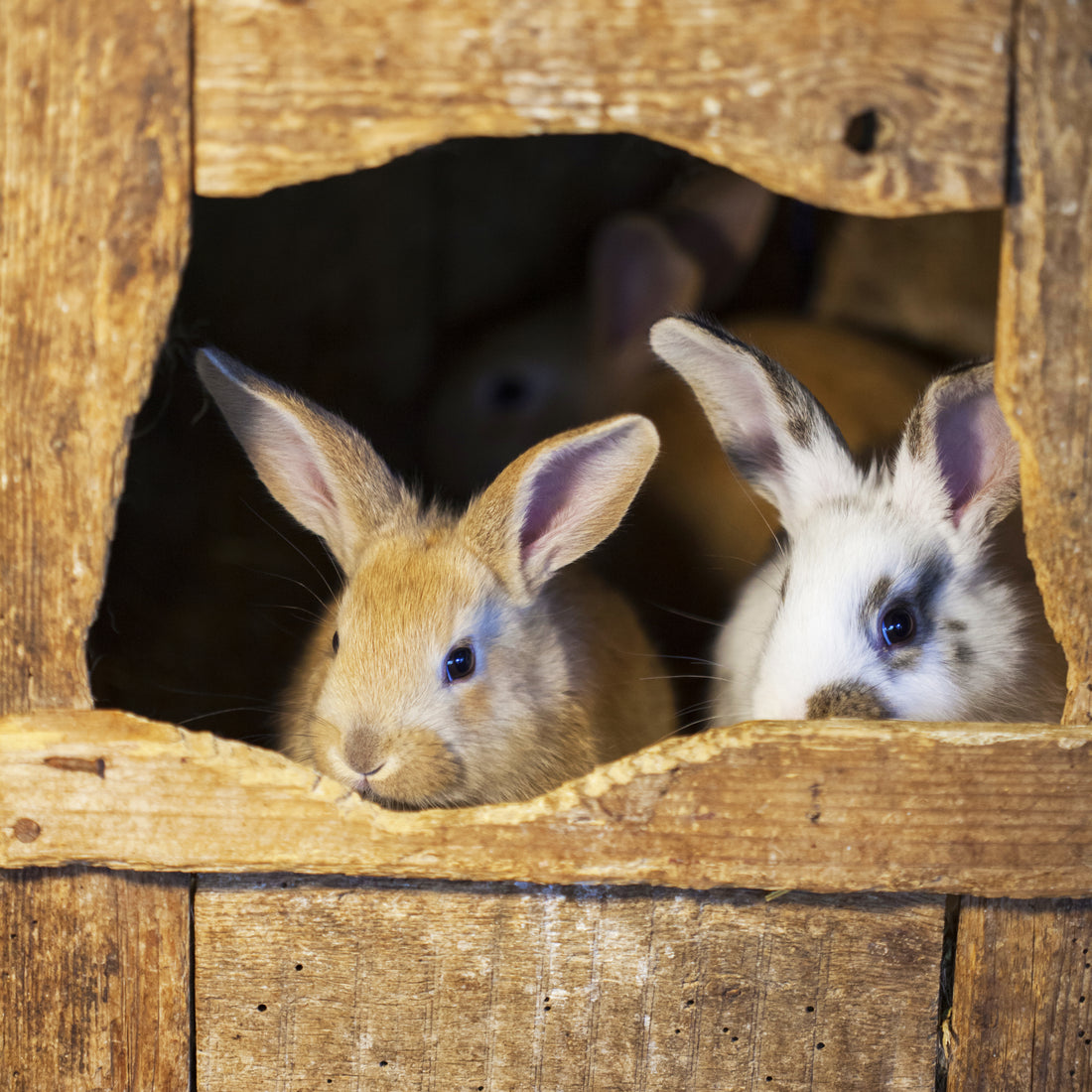 How To Stop A Rabbit Chewing Its Hutch