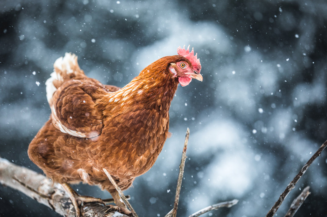 How to prepare a chicken coop for Winter Feel Good UK
